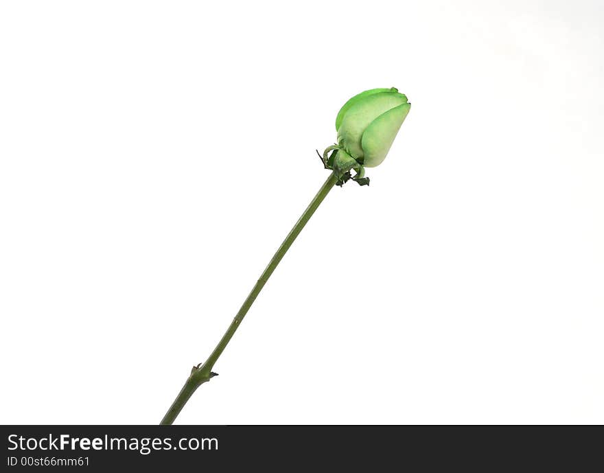 Green Rose