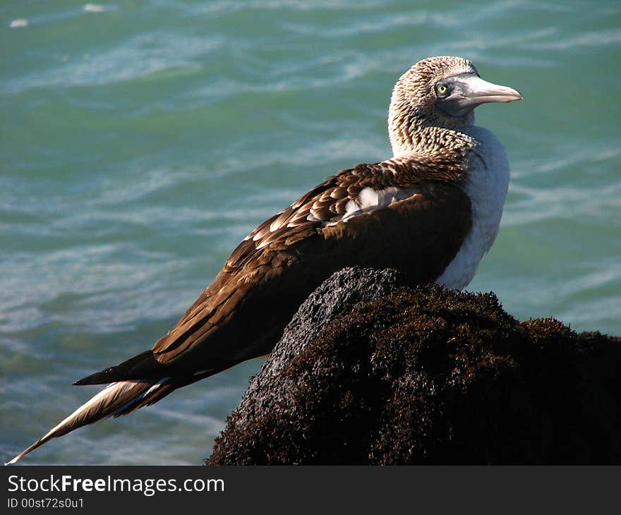 Galapagos Booby