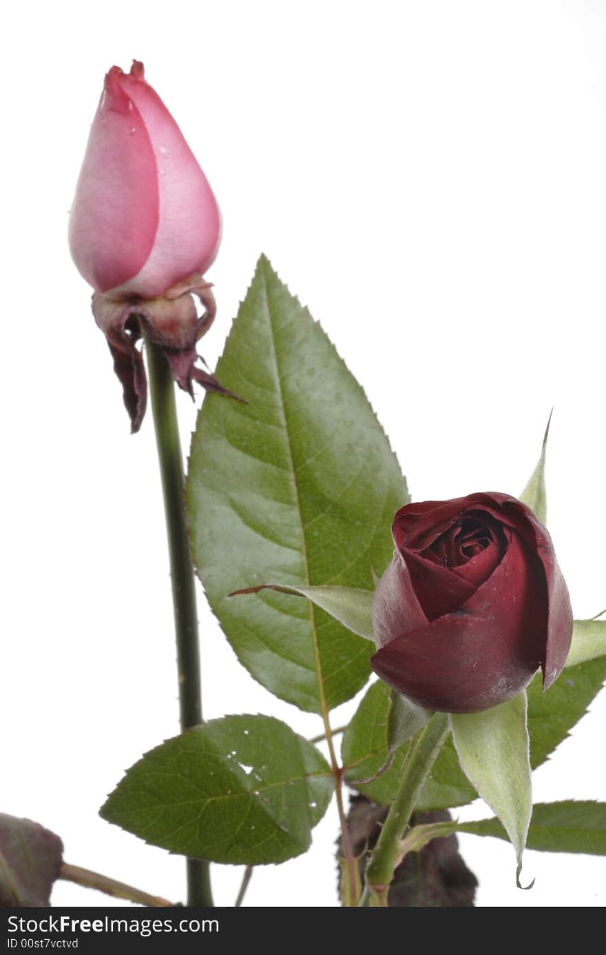 Red and pink rose which is on white. Red and pink rose which is on white