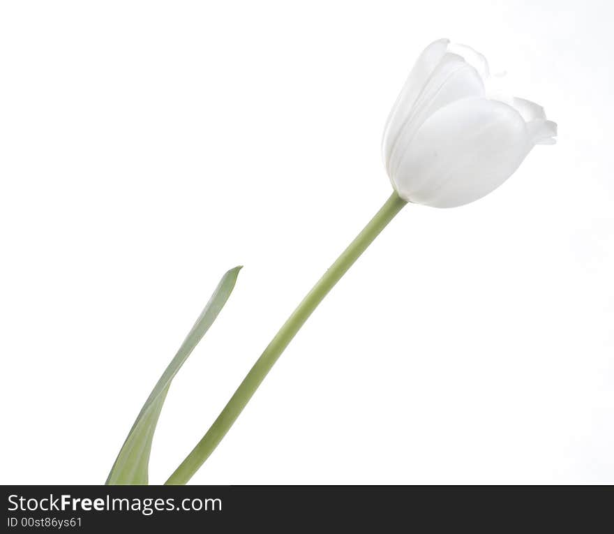 White tulip on white background