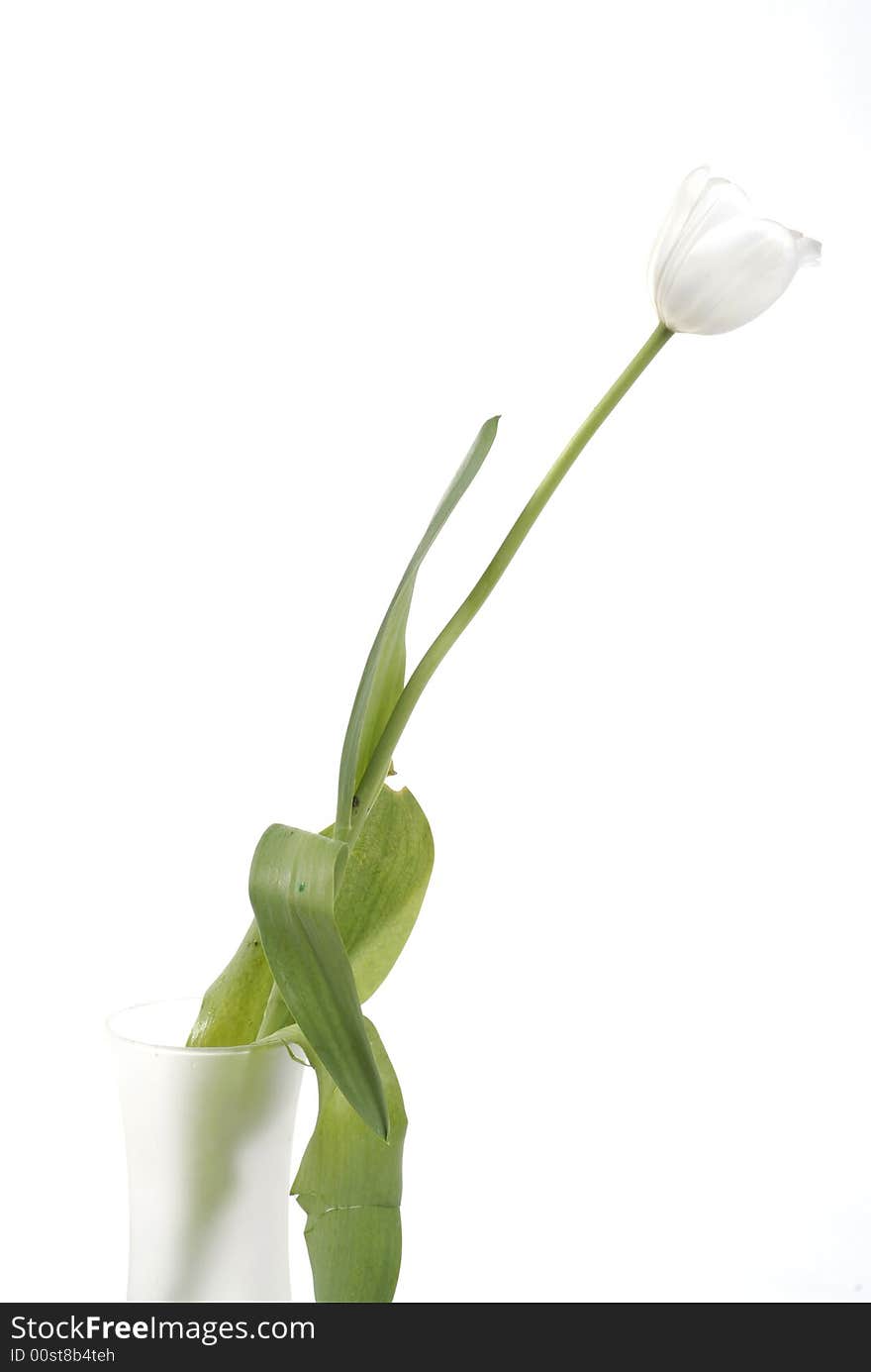 Single White tulip on white background