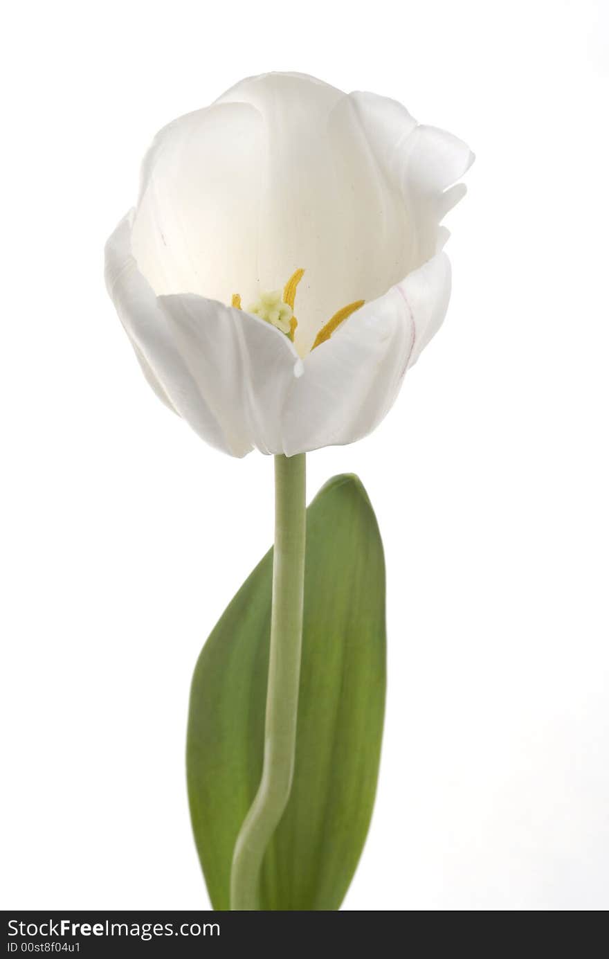 Single White tulip detail and leaf