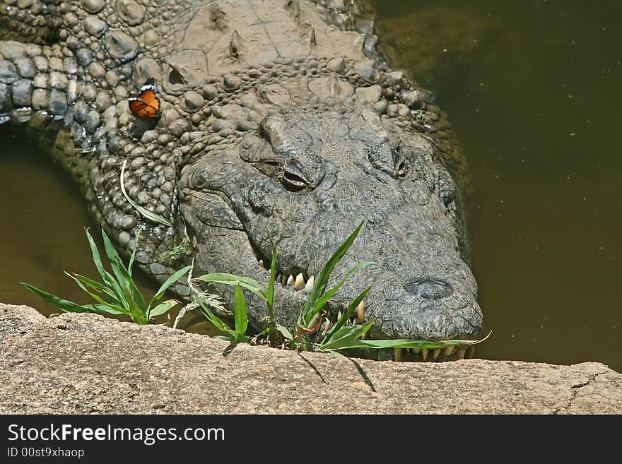 Close up of an alligator head