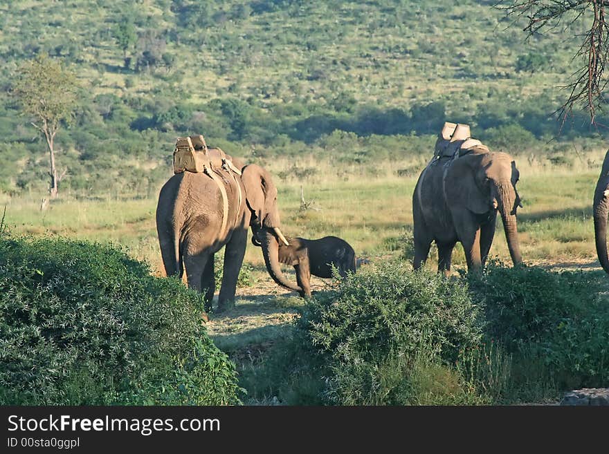 Elephants