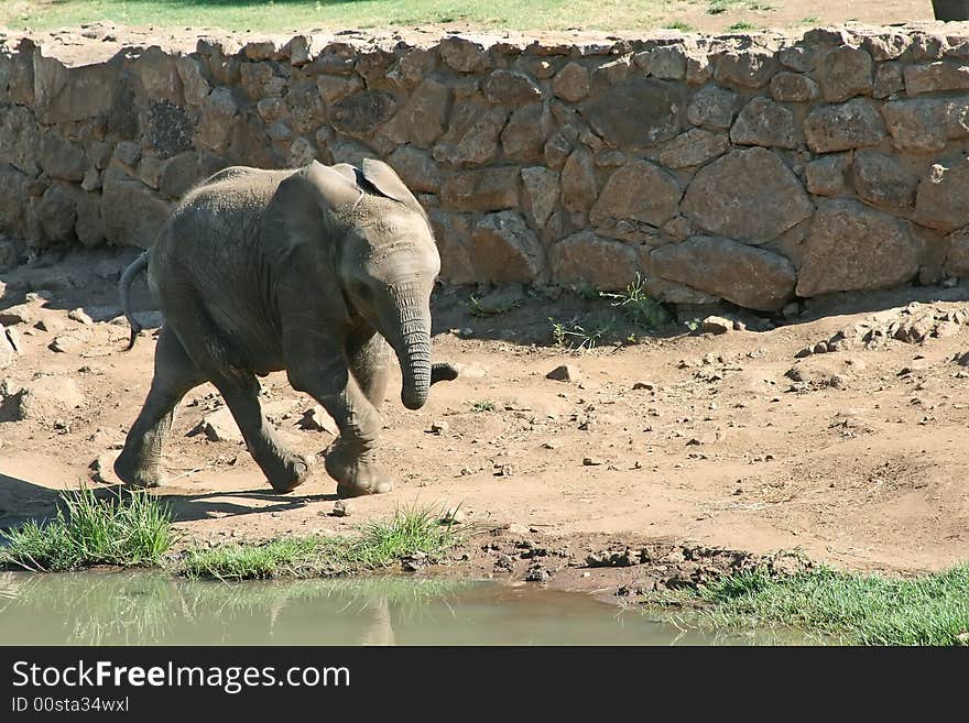 Young Elephant