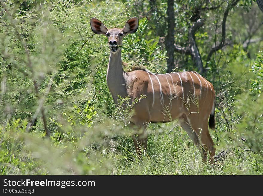 An antelope eating and being aware of the danger