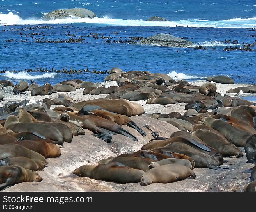 Sea lion