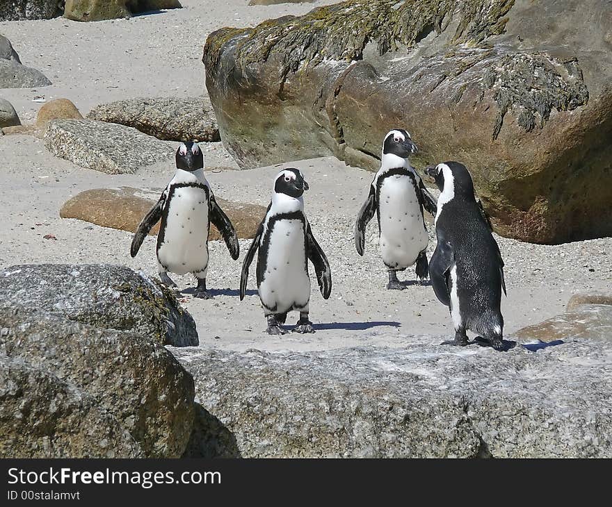 Four penguins on the beach in south africa