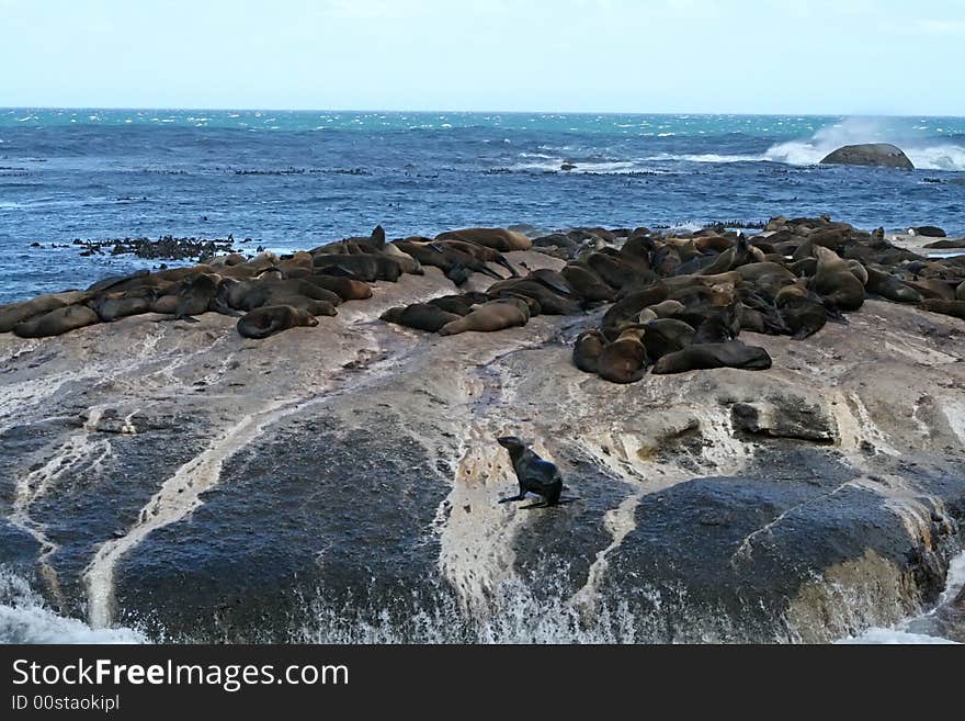 Colony of sea lions resting in the sun