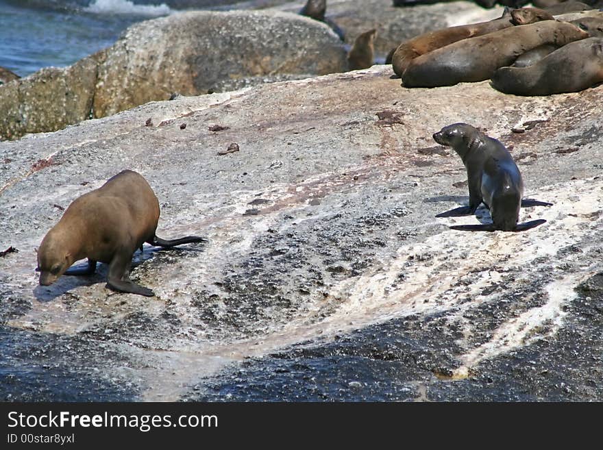 Sea lions