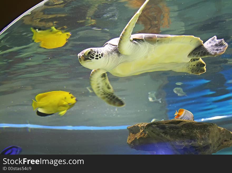 Beautiful turtle in aquarium in south africa