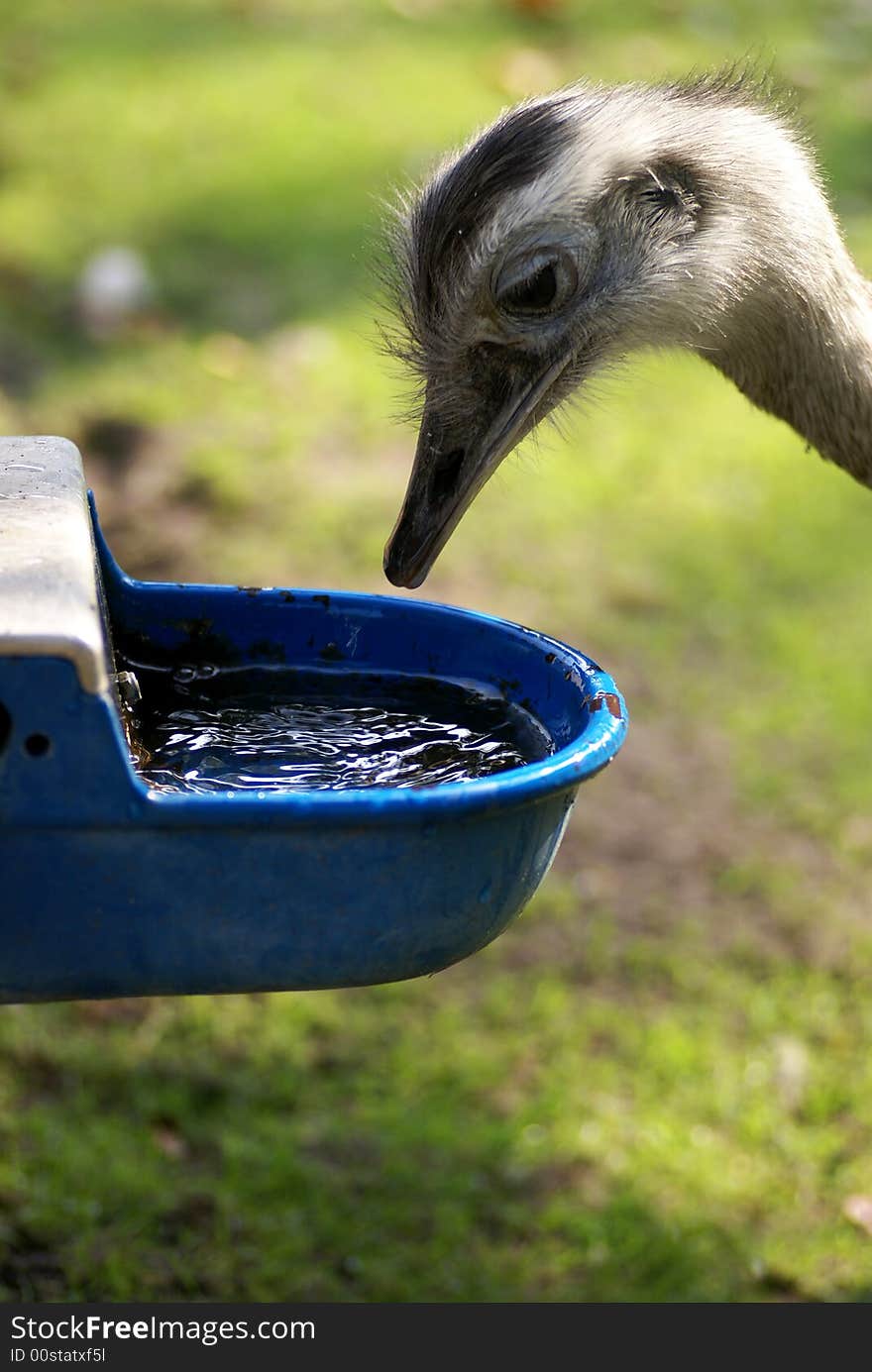 Drinking ostrich.