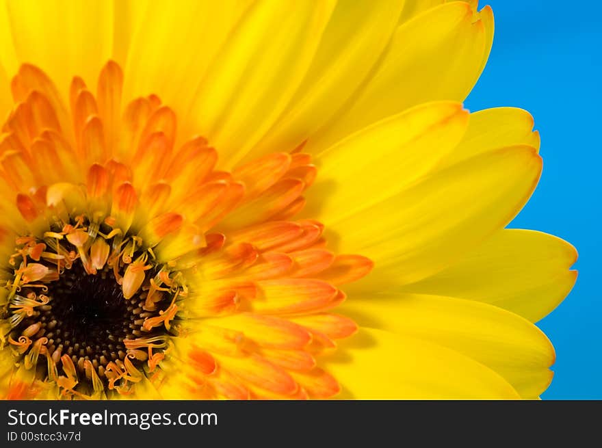 Macro of a beautiful Gerbera on blue background. Macro of a beautiful Gerbera on blue background