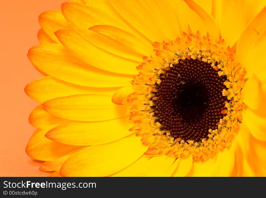 Macro of a glowing Gerbera on orange background. Macro of a glowing Gerbera on orange background