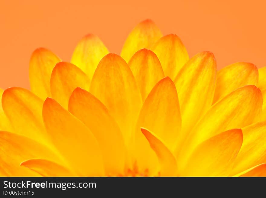 Colorful Gerbera petals close up on orange background. Colorful Gerbera petals close up on orange background