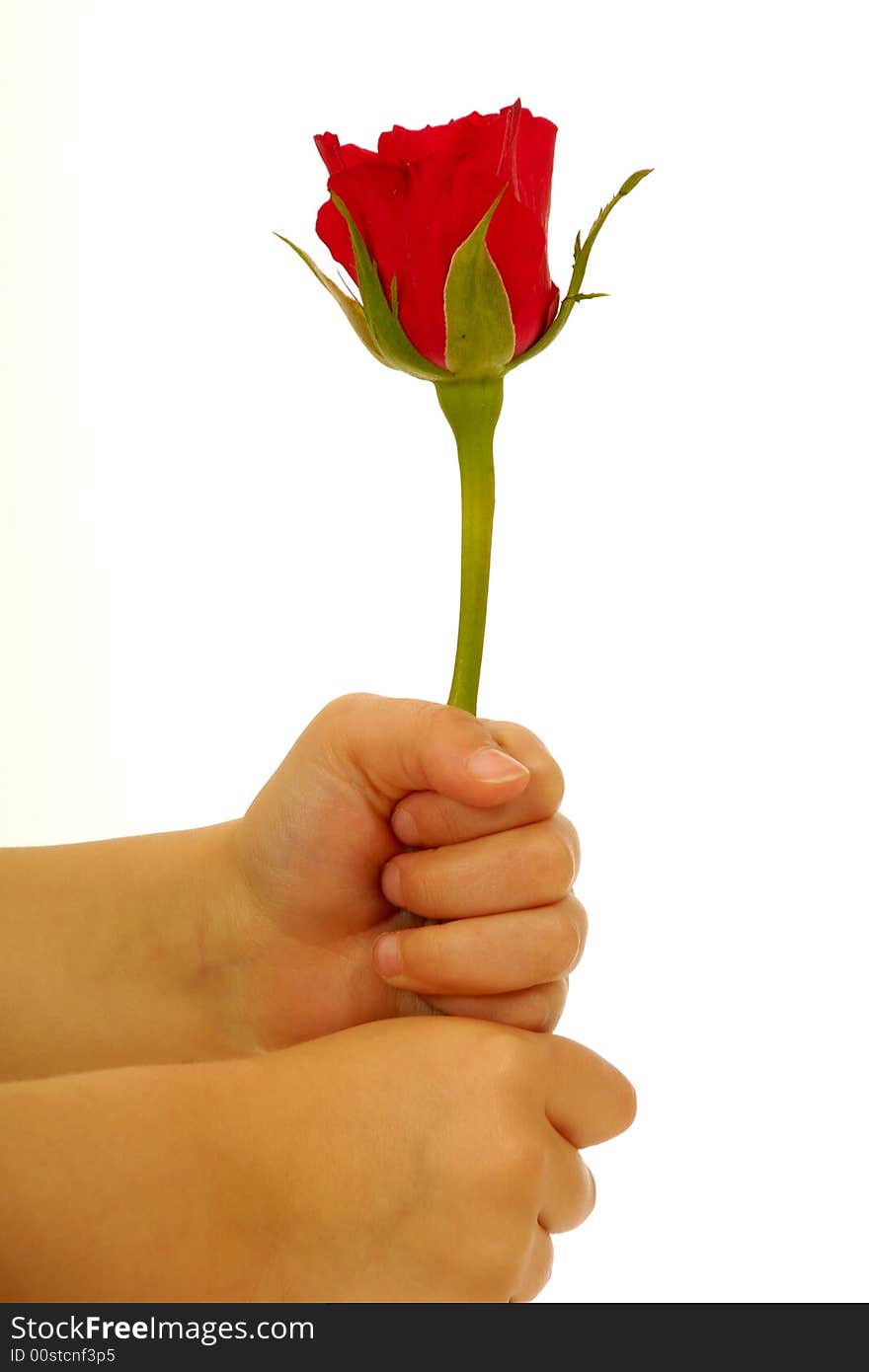 Child holding rose flower in hand on isolated white background. Child holding rose flower in hand on isolated white background