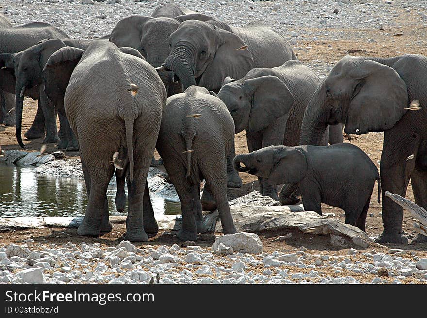 A group of small medium and big elephants are drinking water and play inside the Etosha Park, Namibia