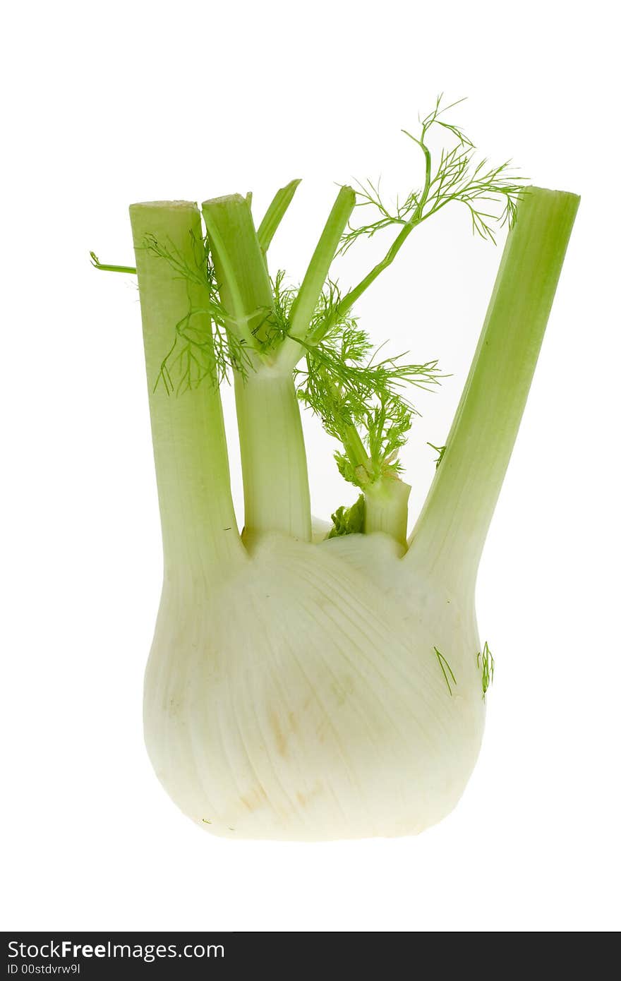 Fresh fennel isolated on a white background