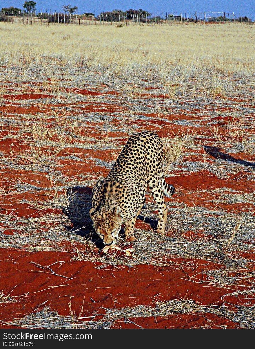 Eating Cheetah