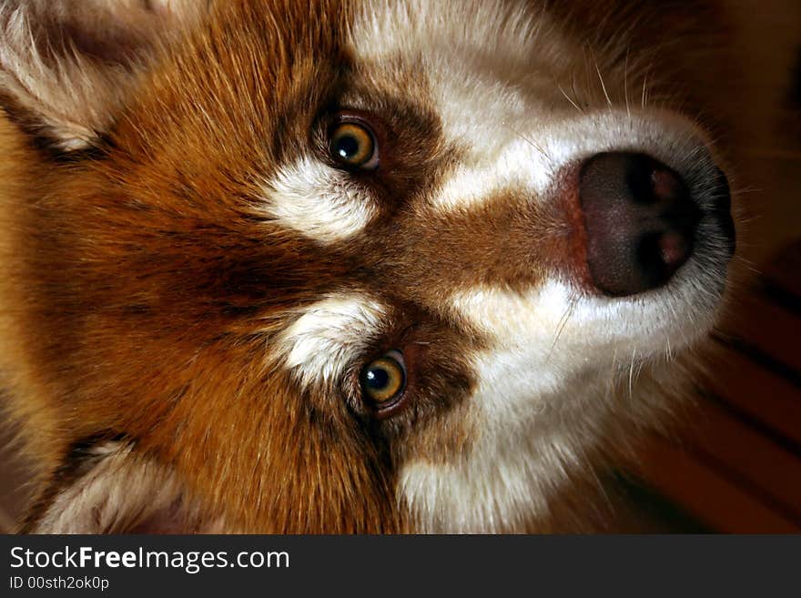 An adorable Alaskin Malamute named Digger.