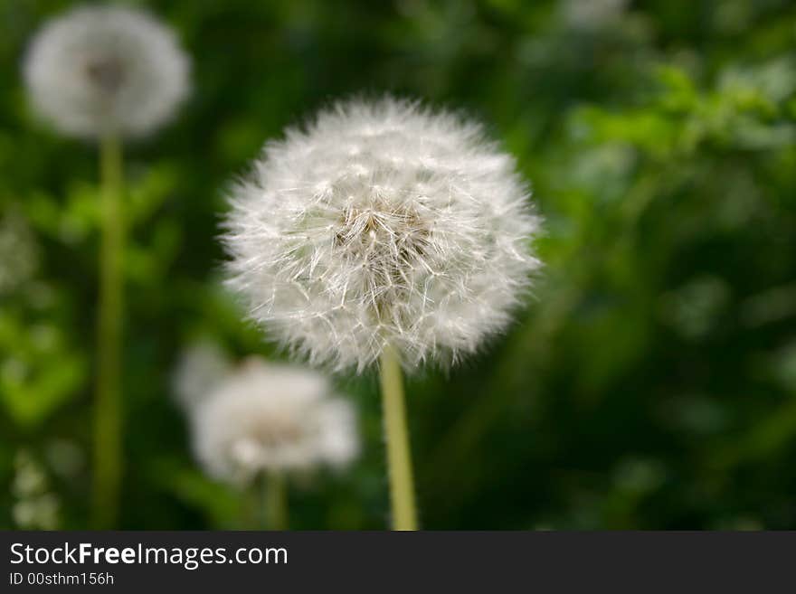 White dandelion on background of the green herb