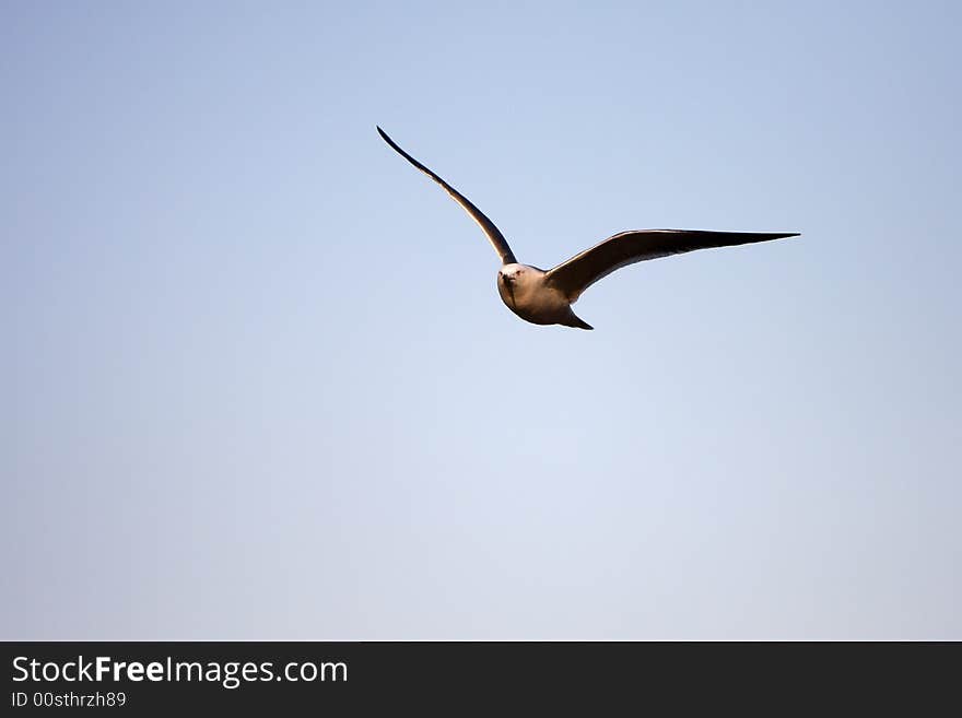 Seagull bird animal wild free