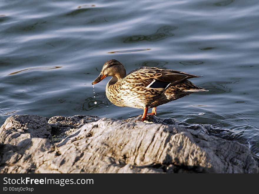 A lonely wild duck.