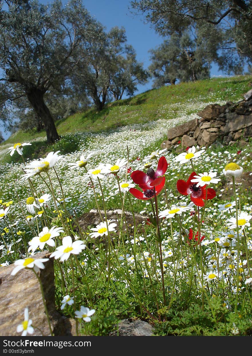 A bed of Marguerite and poppy seed flowers in Turkey. A bed of Marguerite and poppy seed flowers in Turkey