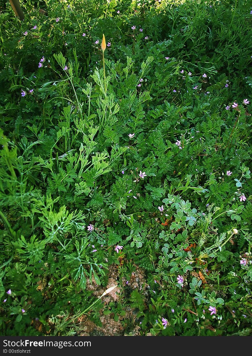 Close-up shot of lush green vegetation growing in the desert. Close-up shot of lush green vegetation growing in the desert