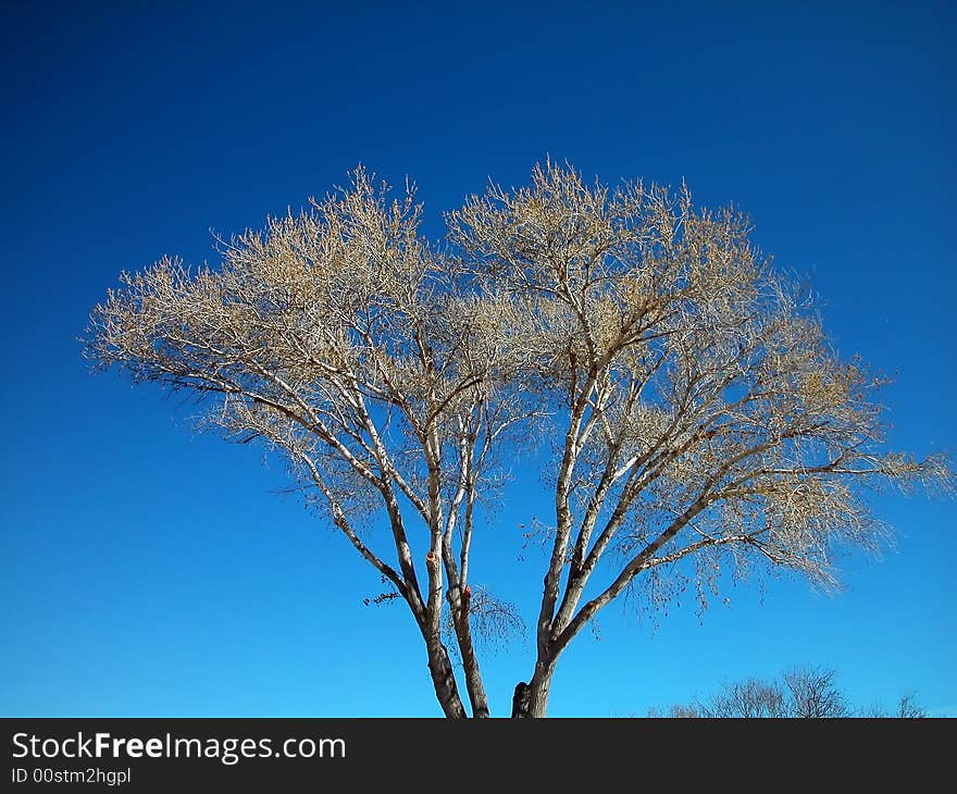 White Tree-Centered