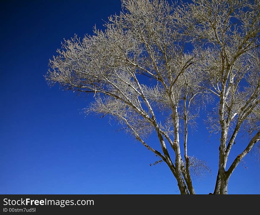 White Tree-Right