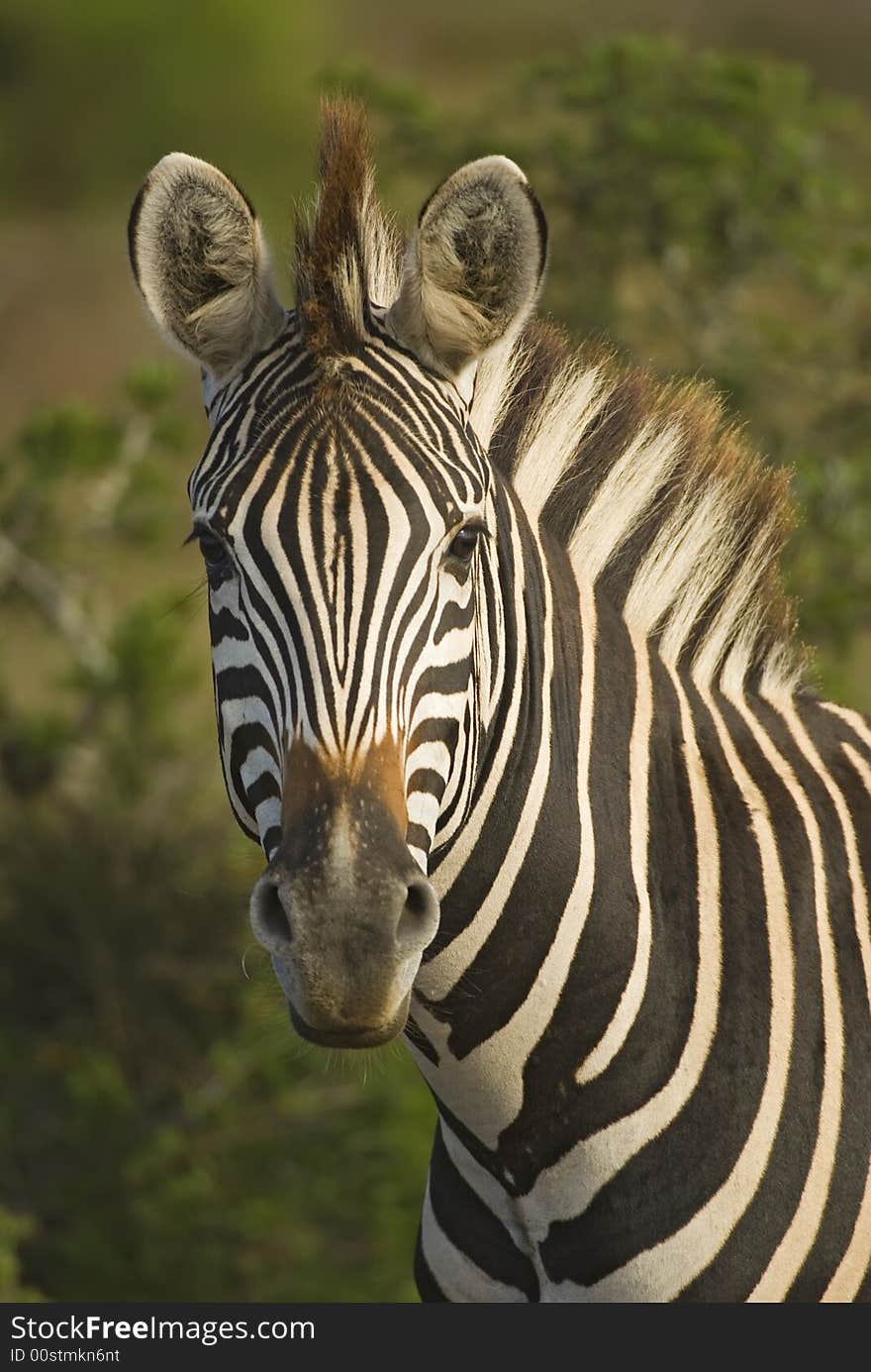 Juvenile Zebra Portrait