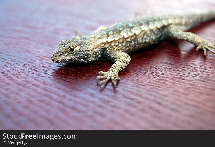 Lizard on red wood