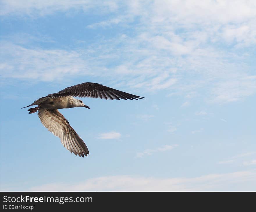 Flying Seagull