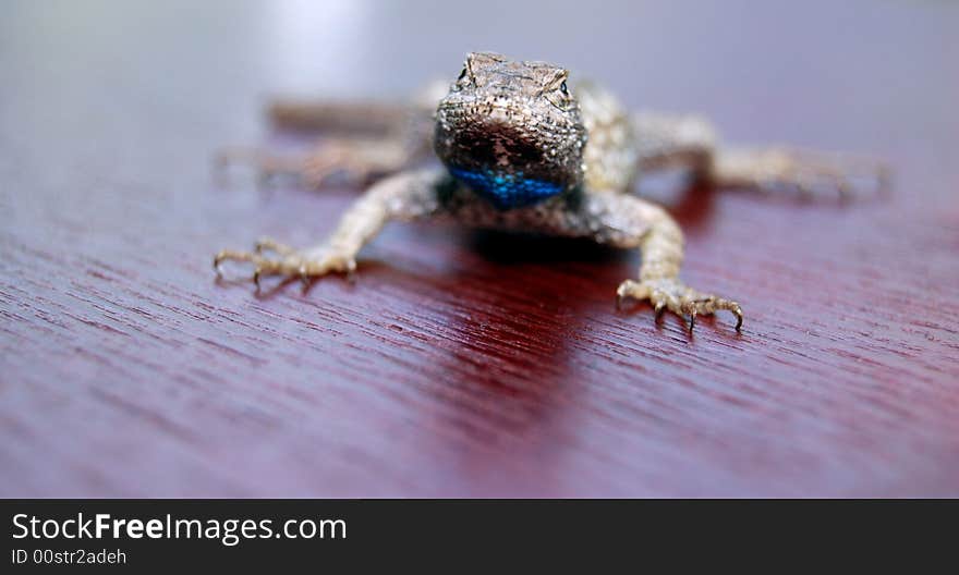 Lizard on red wood