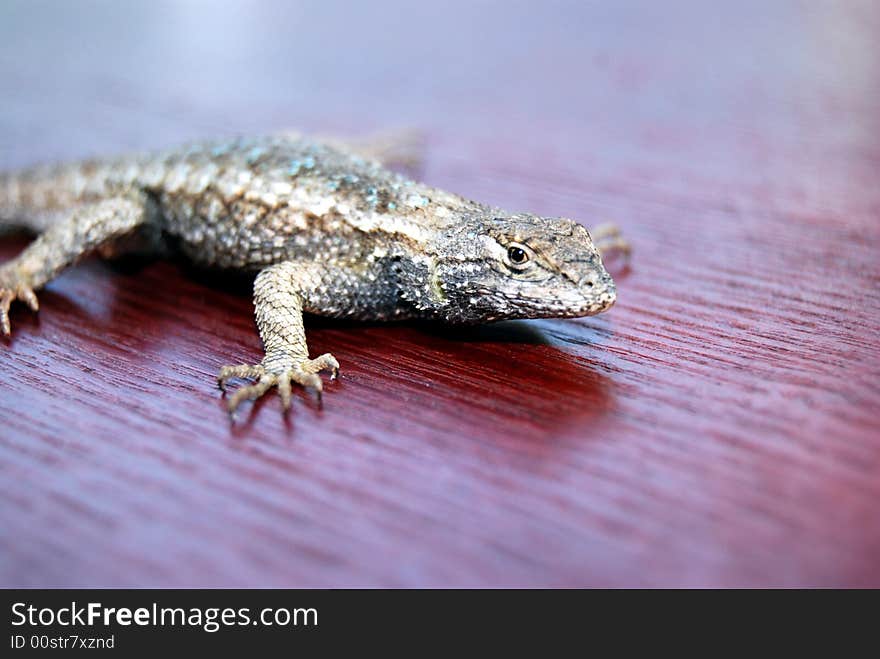 Lizard on red wood