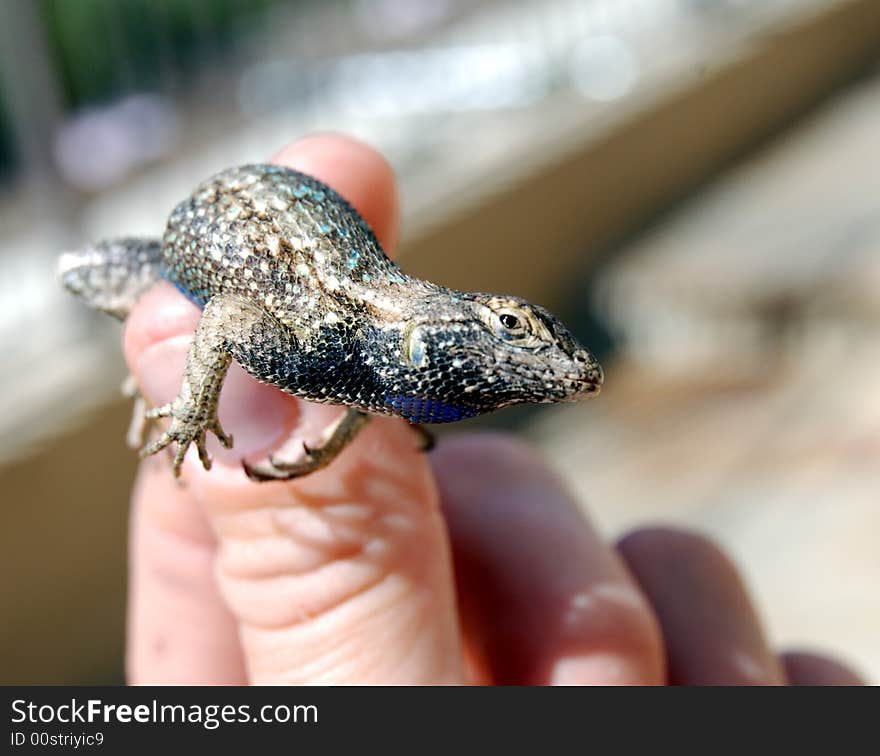 Boy holding lizard