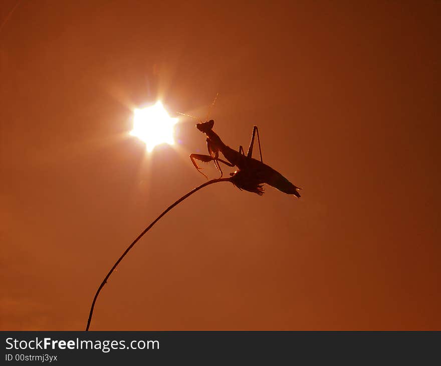 Grasshopper on a grass