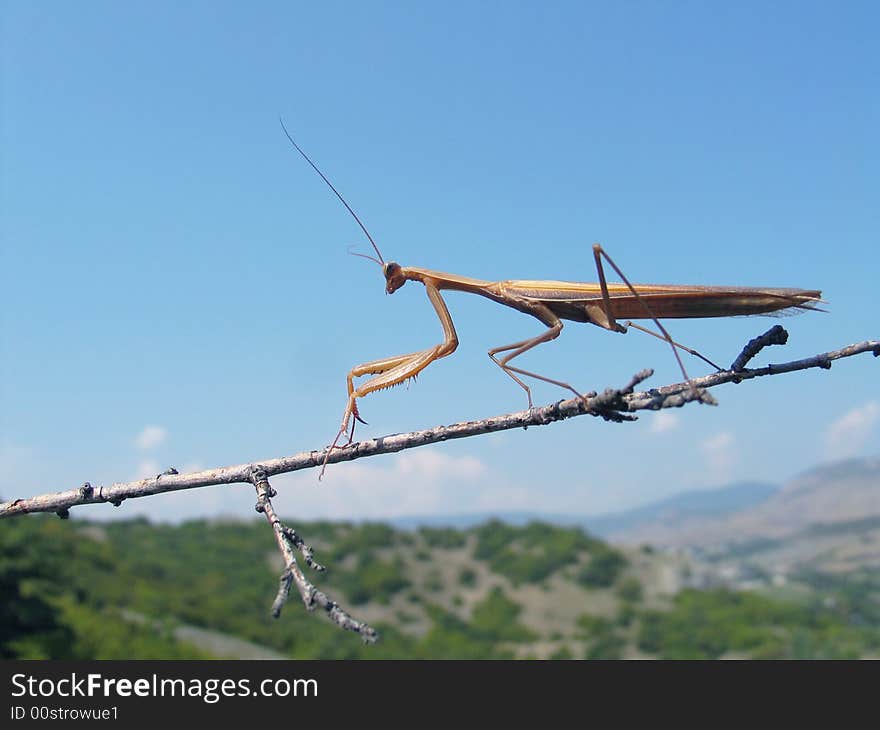 Grey Grasshopper