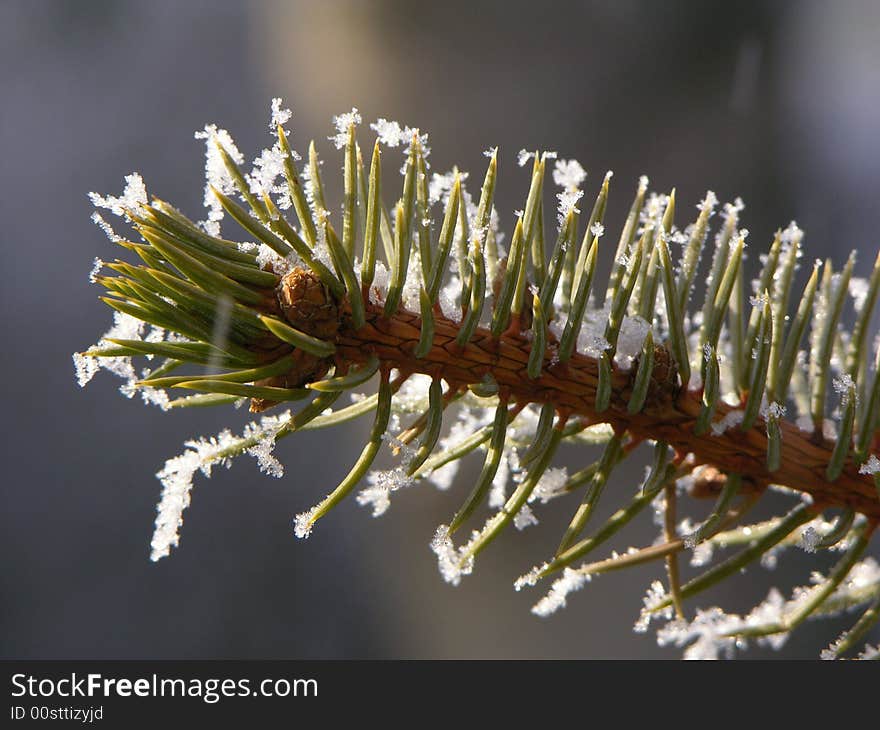 Spruce Twig