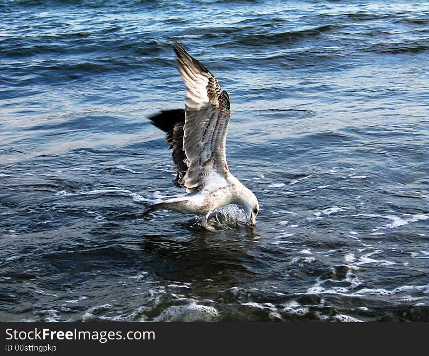 The seagull on sea waves