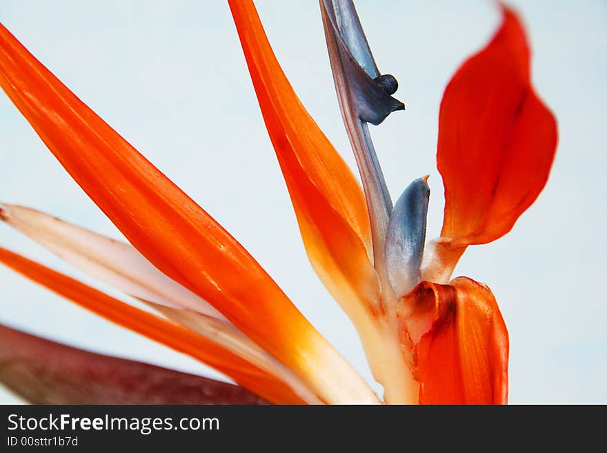 Tropical flower, background, isolated, spring. Tropical flower, background, isolated, spring