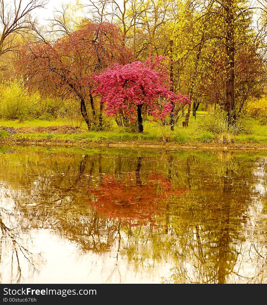 Red tree in the park