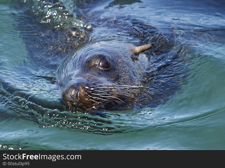 South African (Cape) Fur Seal 2