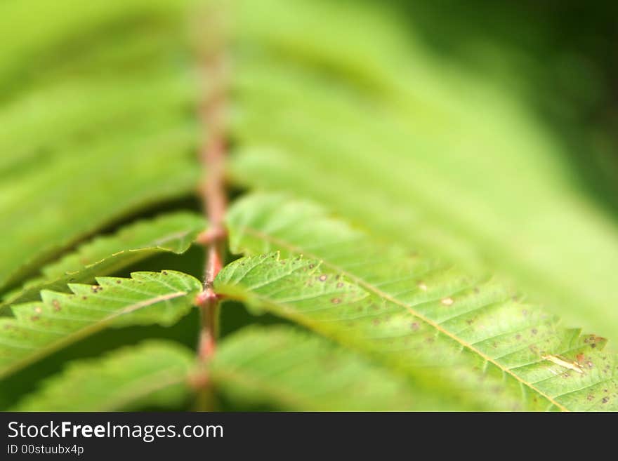 Green leaf of the fern