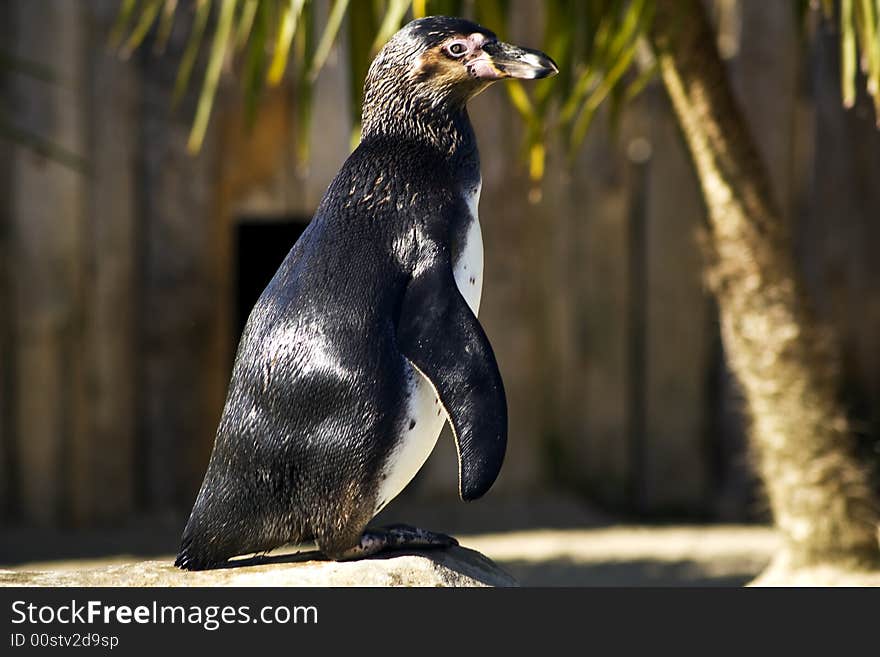 Penguin standing,see life centre,. Penguin standing,see life centre,