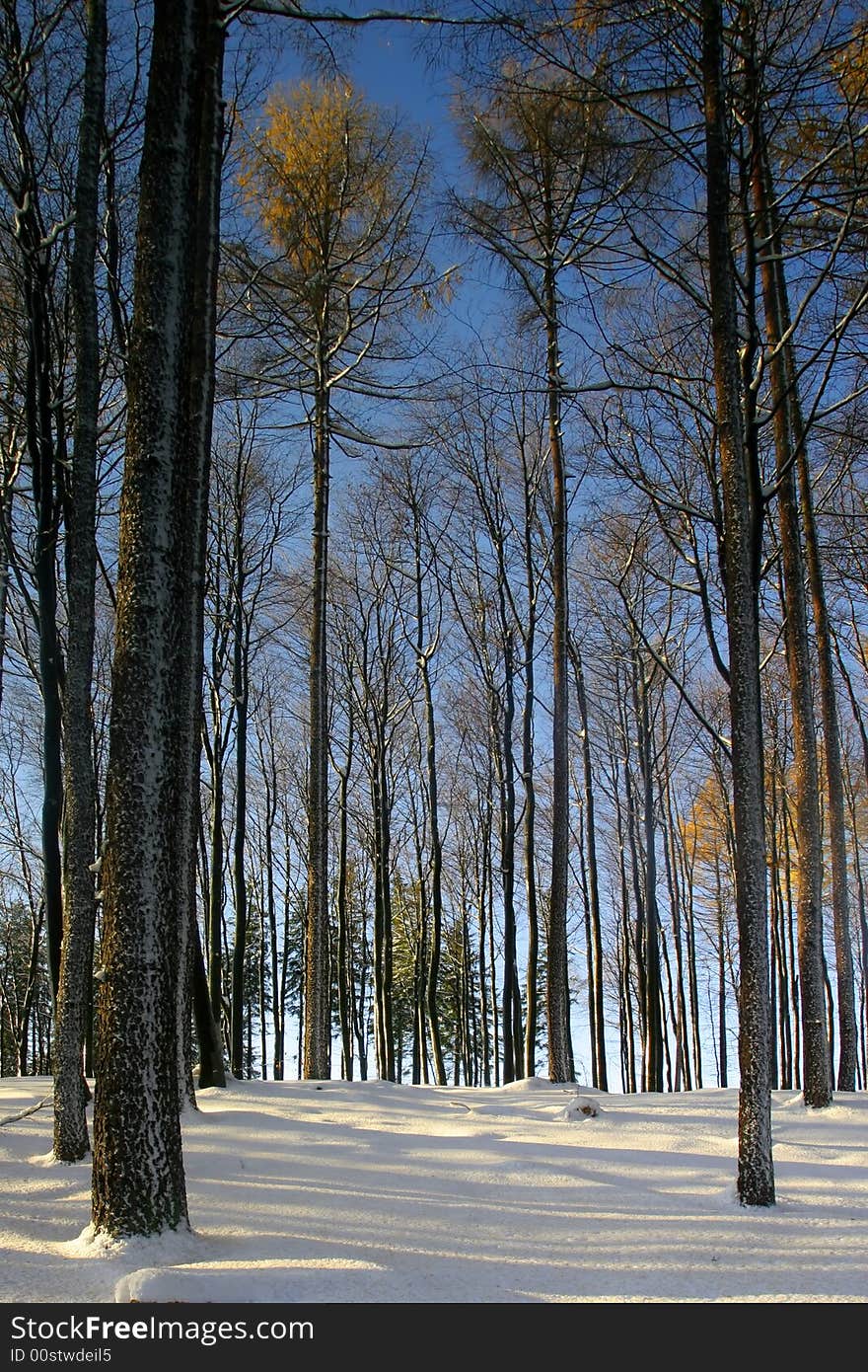 Forest In Winter