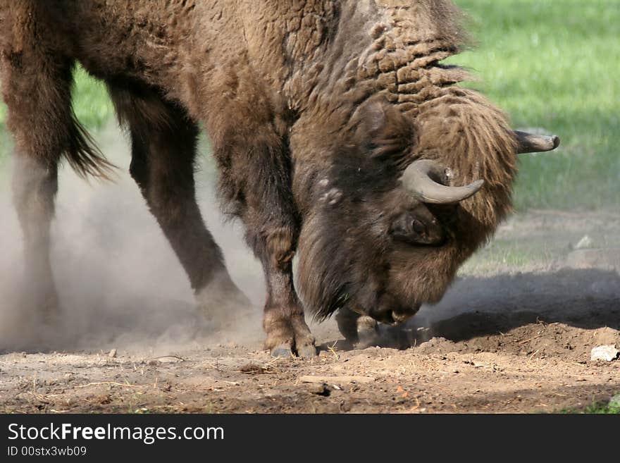 Bison with horns and long fur