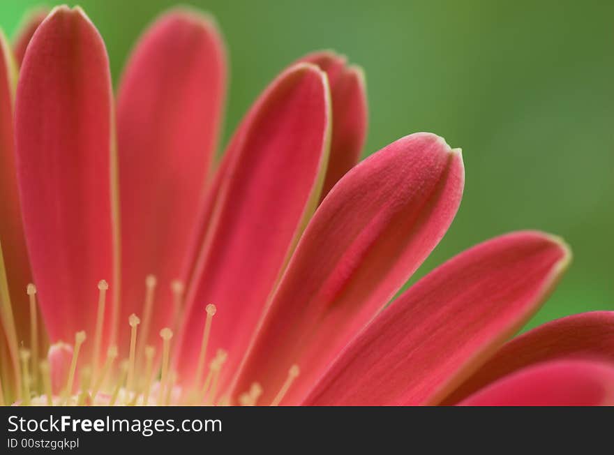 Red gerbera petals