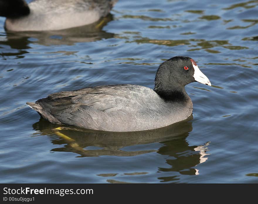 American coot.